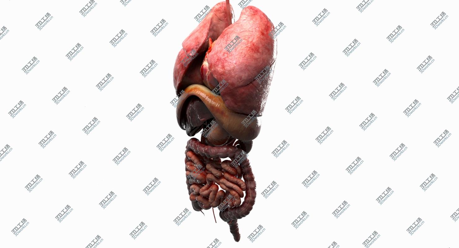 images/goods_img/20210113/Human Internal Organs 3D model/4.jpg